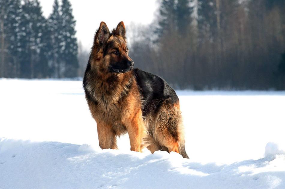 "Белый Клык" 