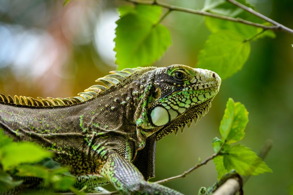 Премьера телеканала "Зоопарк": "Галапагосы: На&nbsp;краю земли"